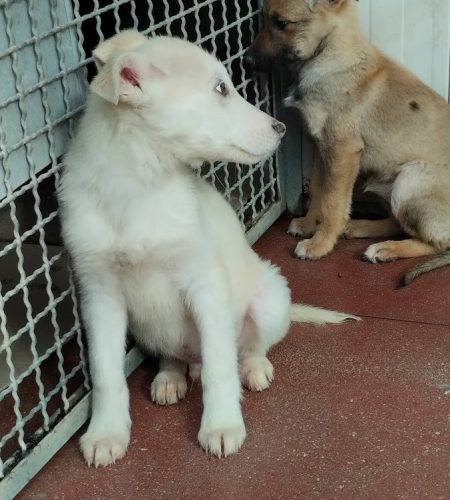 cuccioli adozione di coppia