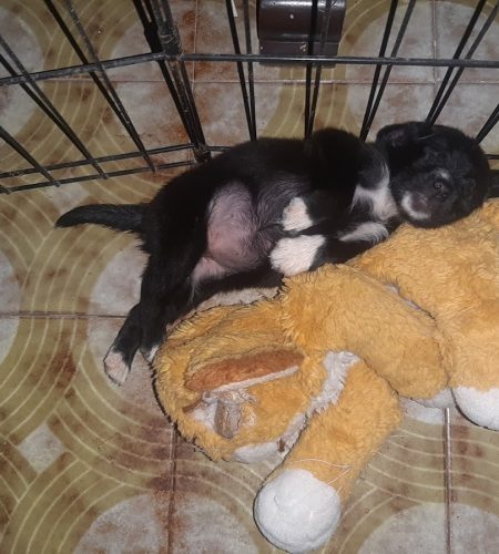 sognando mamma